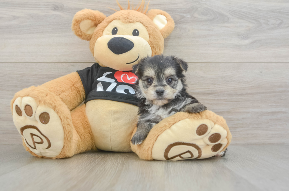 5 week old Morkie Puppy For Sale - Florida Fur Babies
