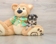 5 week old Morkie Puppy For Sale - Florida Fur Babies