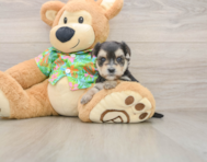 5 week old Morkie Puppy For Sale - Florida Fur Babies