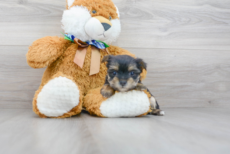 Meet Medina - our Morkie Puppy Photo 1/2 - Florida Fur Babies