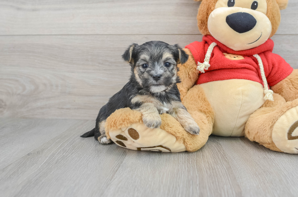 8 week old Morkie Puppy For Sale - Florida Fur Babies