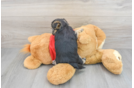 Hypoallergenic Yorkie Designer Puppy