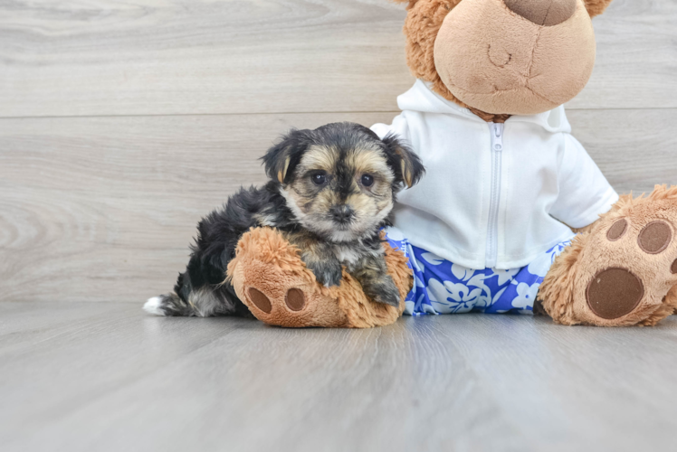 Sweet Morkie Baby