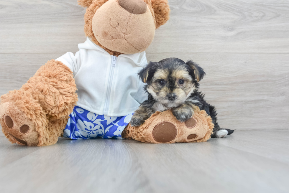 Smart Morkie Designer Pup