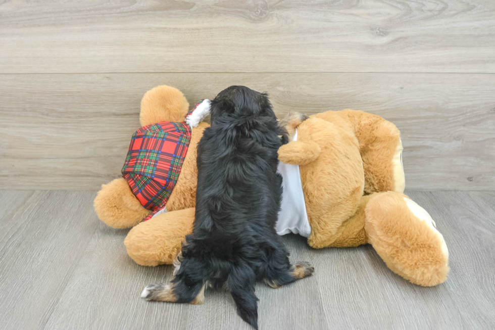 Morkie Pup Being Cute