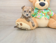 5 week old Morkie Puppy For Sale - Florida Fur Babies