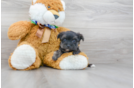 Meet Melodi - our Morkie Puppy Photo 1/3 - Florida Fur Babies