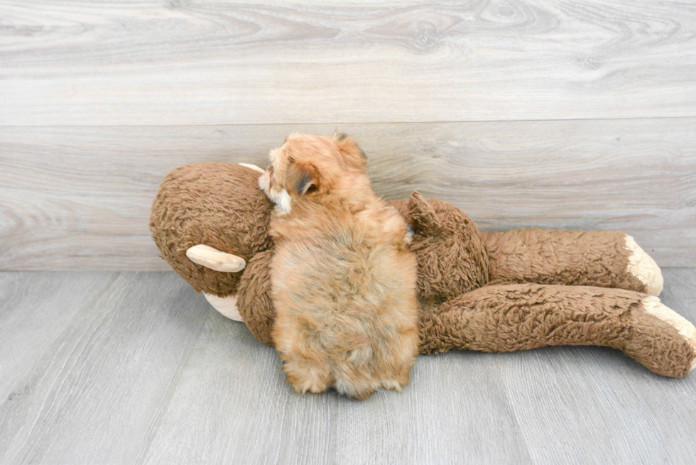 Petite Morkie Designer Pup