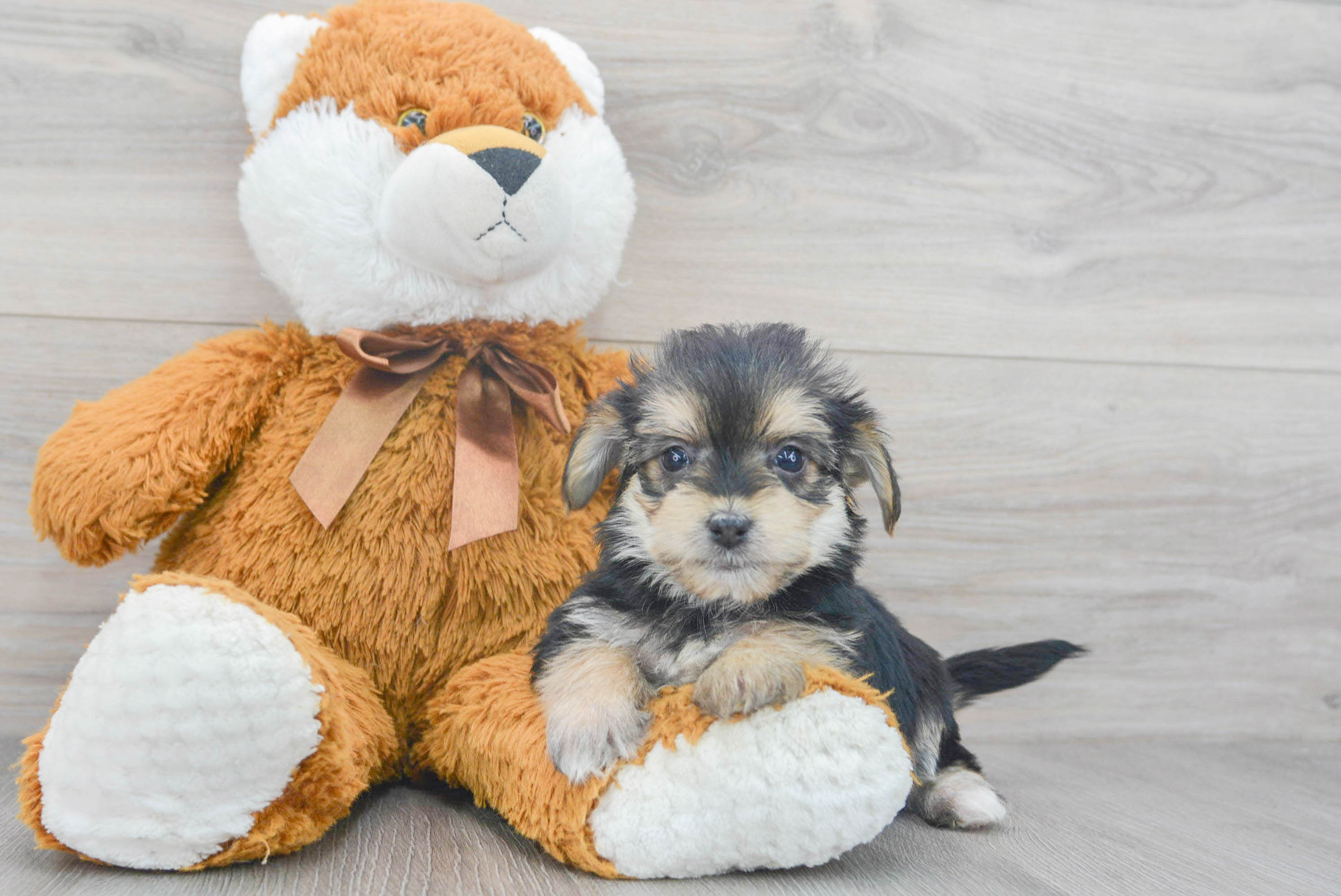 Morkie discount stuffed animal