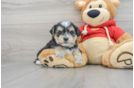 Morkie Puppy for Adoption