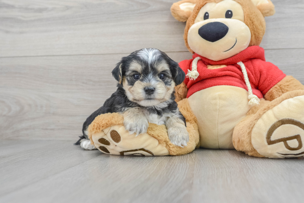 Morkie Puppy for Adoption