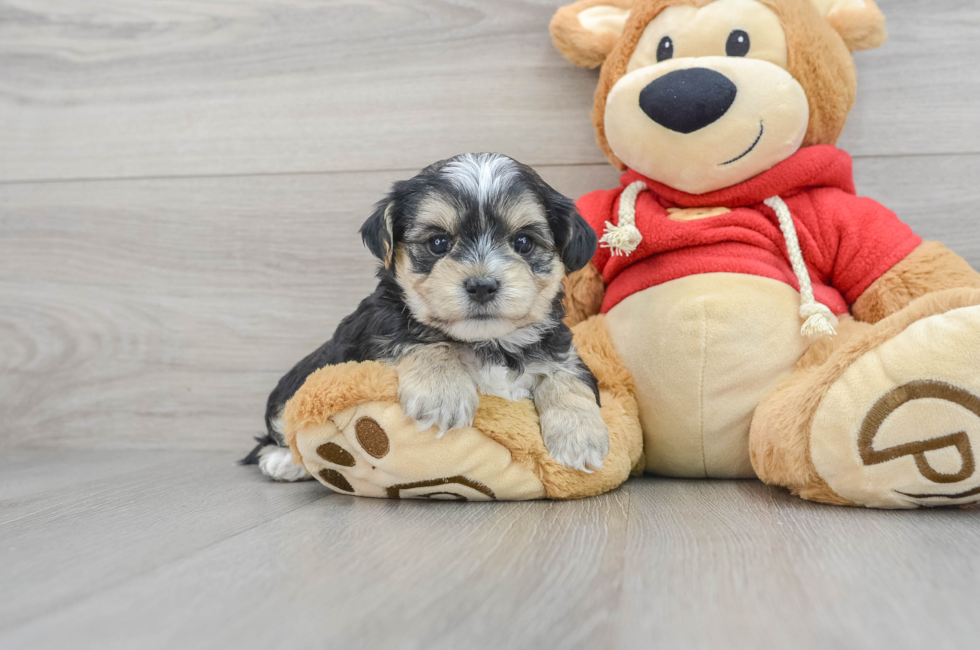 8 week old Morkie Puppy For Sale - Florida Fur Babies