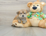 7 week old Morkie Puppy For Sale - Florida Fur Babies