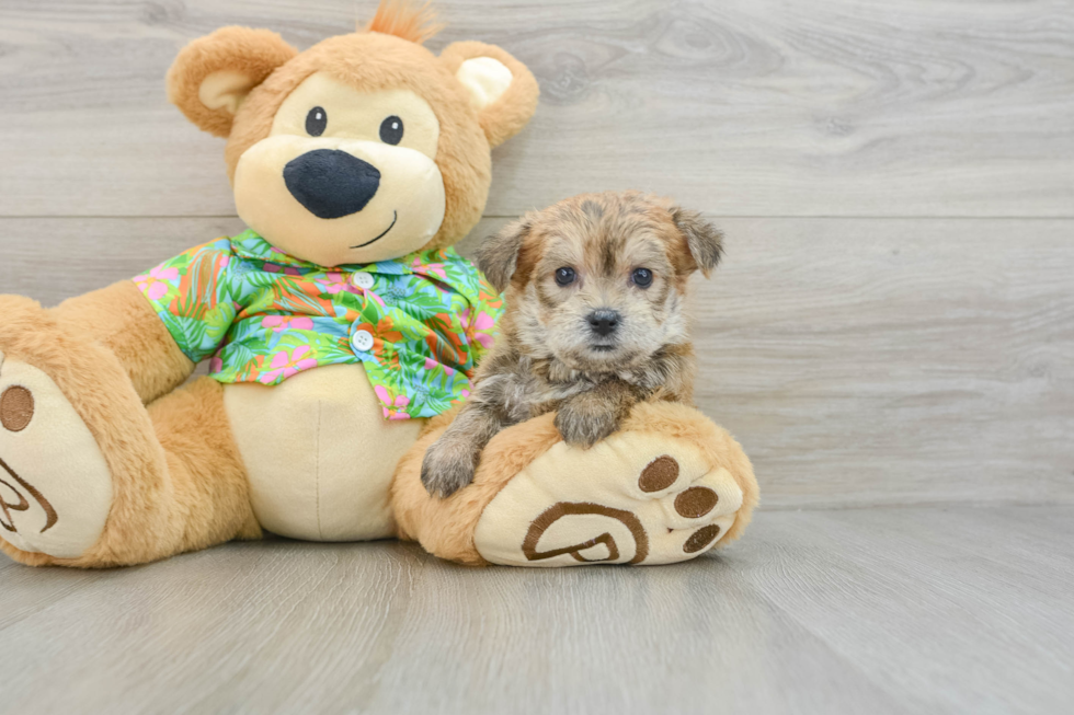 Playful Maltese Yorkie Mix Designer Puppy