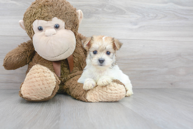 Meet Mikey - our Morkie Puppy Photo 1/3 - Florida Fur Babies