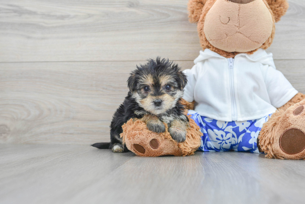 Popular Morkie Designer Pup