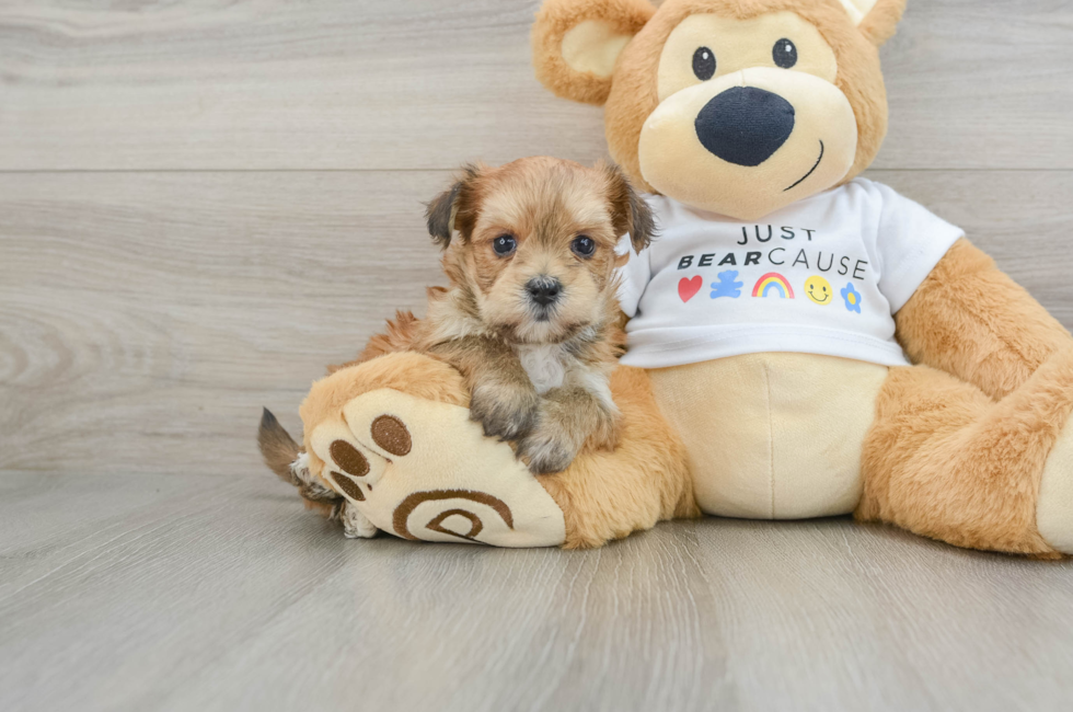 6 week old Morkie Puppy For Sale - Florida Fur Babies