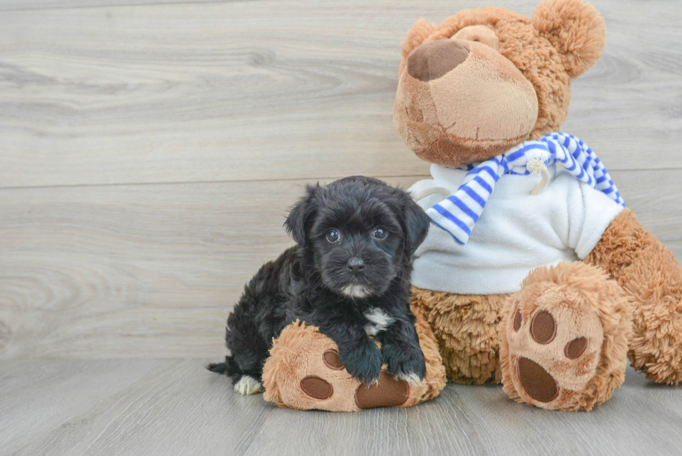 Cute Morkie Baby