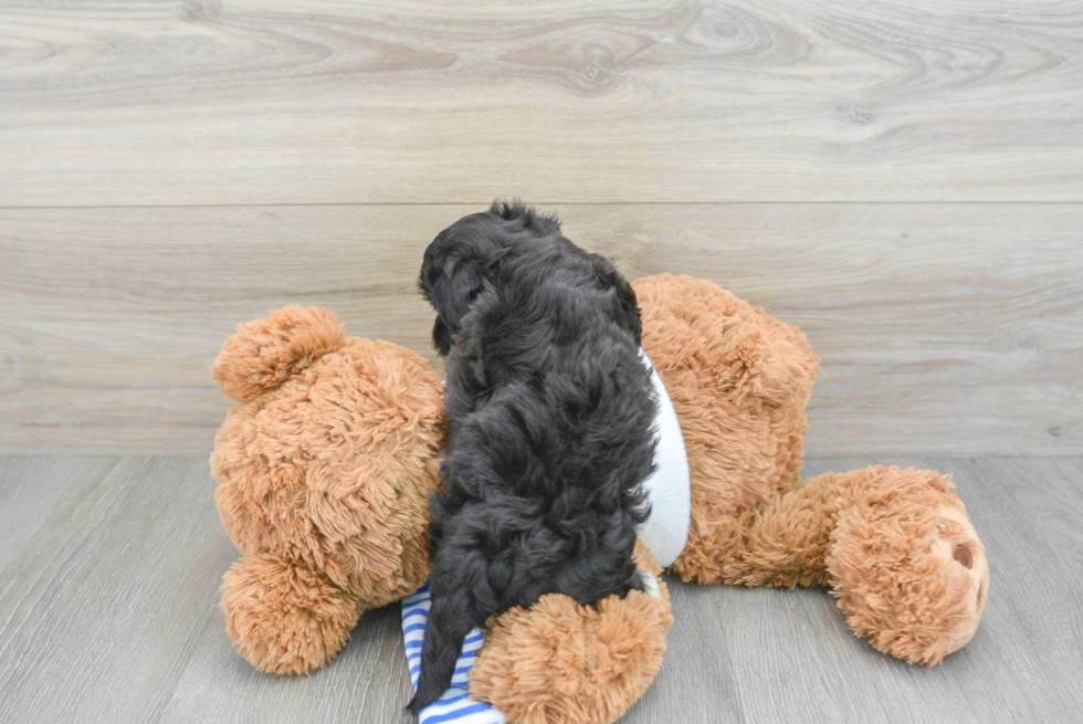 Friendly Morkie Baby