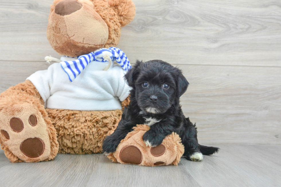 7 week old Morkie Puppy For Sale - Florida Fur Babies