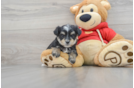 Morkie Puppy for Adoption