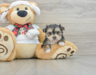 6 week old Morkie Puppy For Sale - Florida Fur Babies