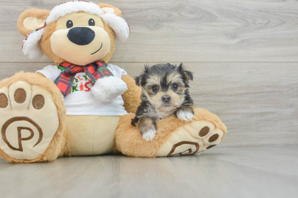 5 week old Morkie Puppy For Sale - Florida Fur Babies