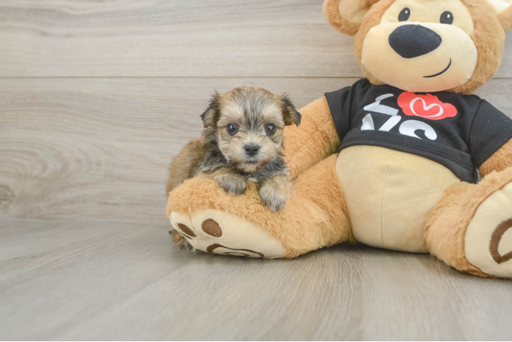 Playful Maltiyork Designer Puppy