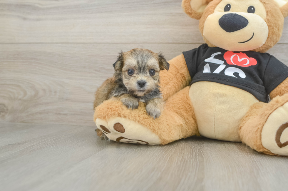 5 week old Morkie Puppy For Sale - Florida Fur Babies