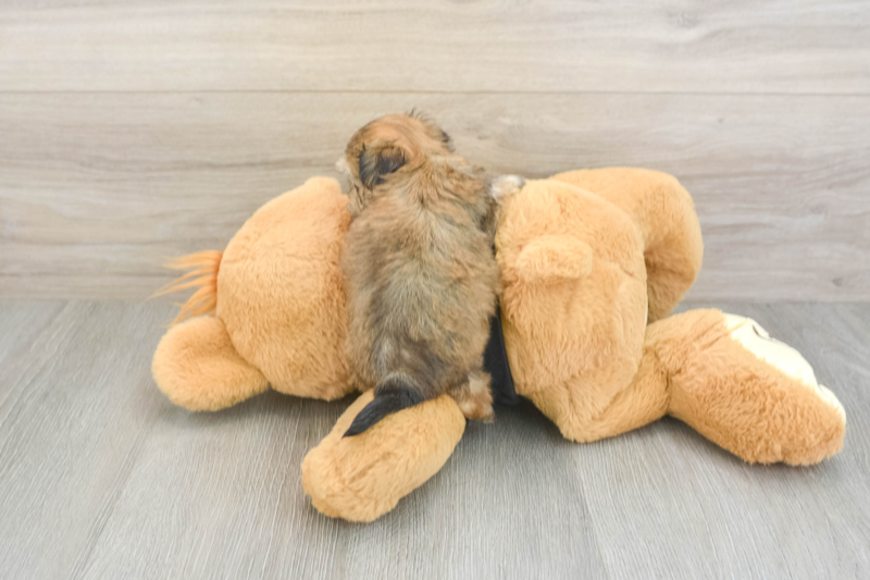 Meet Monte - our Morkie Puppy Photo 2/3 - Florida Fur Babies