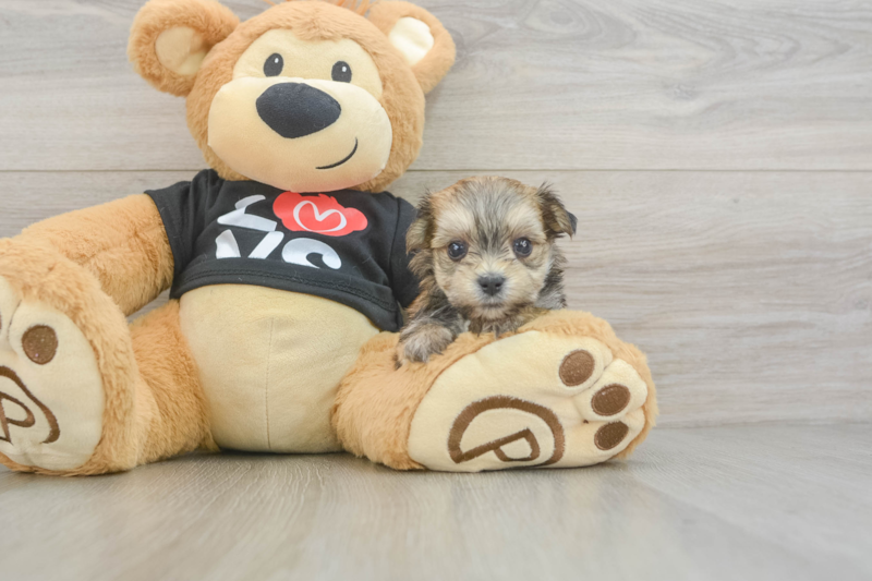 Meet Monte - our Morkie Puppy Photo 3/3 - Florida Fur Babies