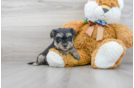 Meet Monte - our Morkie Puppy Photo 1/3 - Florida Fur Babies