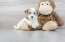 Meet Monte - our Morkie Puppy Photo 2/3 - Florida Fur Babies