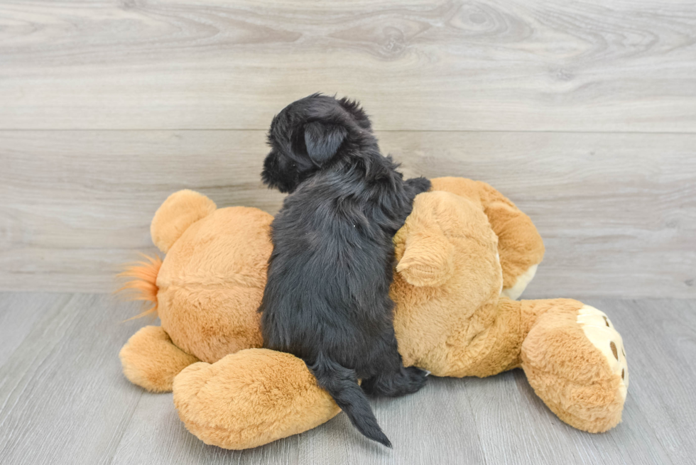 Smart Morkie Designer Pup