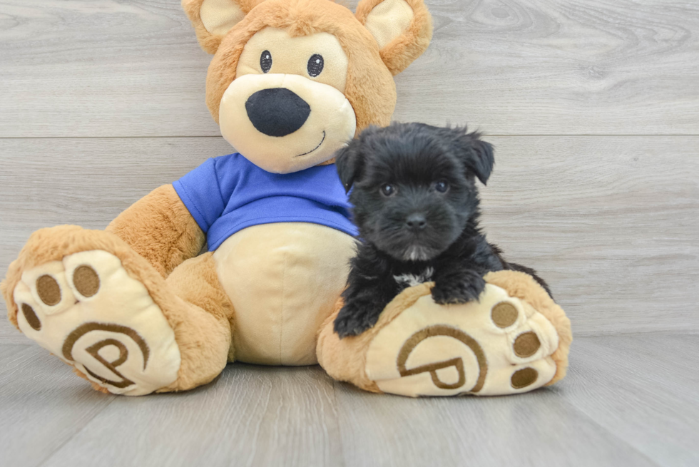 Morkie Pup Being Cute