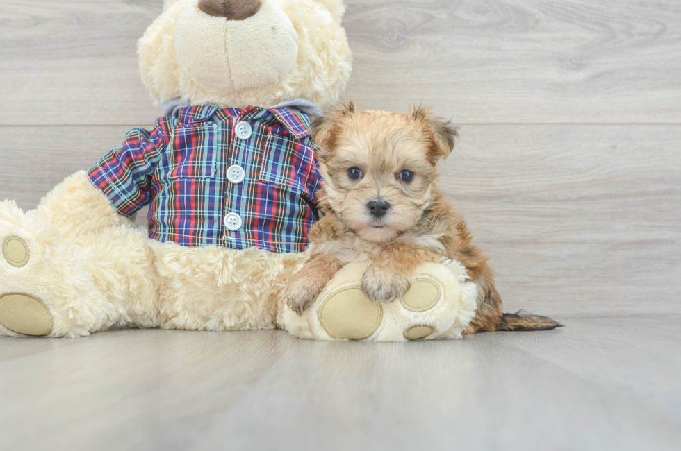 5 week old Morkie Puppy For Sale - Florida Fur Babies