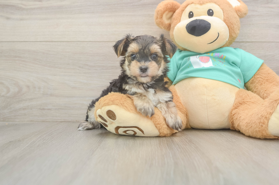 6 week old Morkie Puppy For Sale - Florida Fur Babies