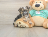 8 week old Morkie Puppy For Sale - Florida Fur Babies