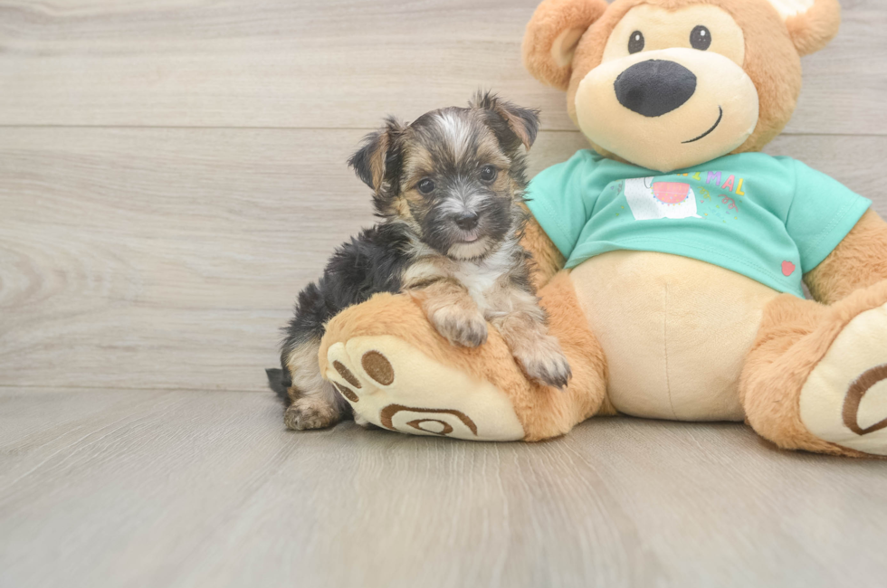 6 week old Morkie Puppy For Sale - Florida Fur Babies