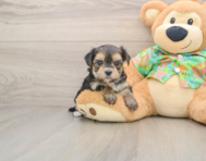 6 week old Morkie Puppy For Sale - Florida Fur Babies
