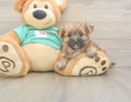 8 week old Morkie Puppy For Sale - Florida Fur Babies