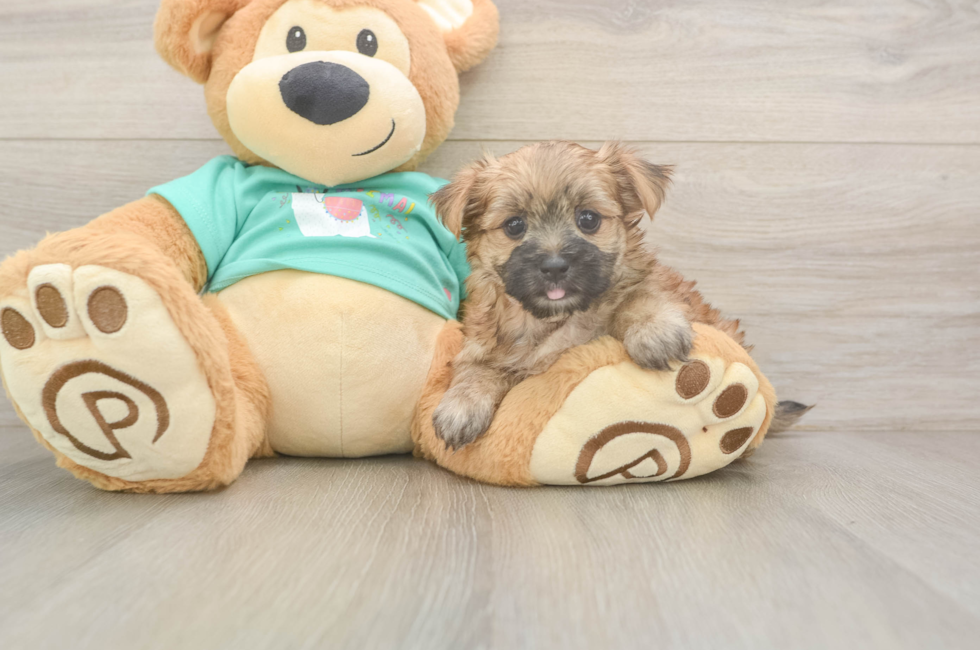 6 week old Morkie Puppy For Sale - Florida Fur Babies