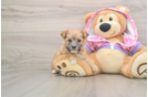 Smart Morkie Designer Pup