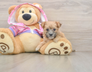 6 week old Morkie Puppy For Sale - Florida Fur Babies