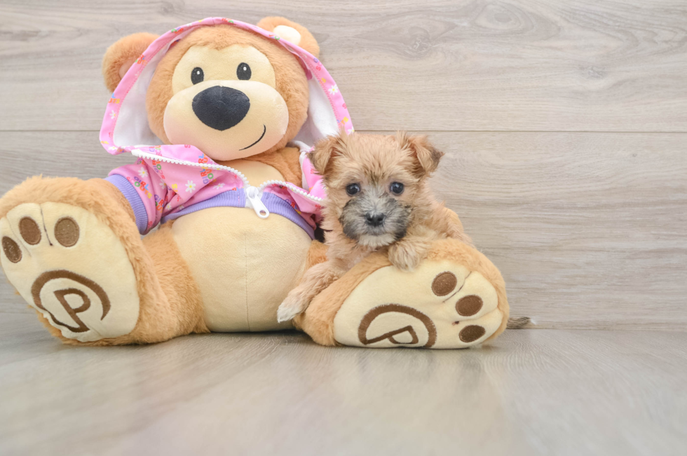 5 week old Morkie Puppy For Sale - Florida Fur Babies