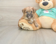 8 week old Morkie Puppy For Sale - Florida Fur Babies