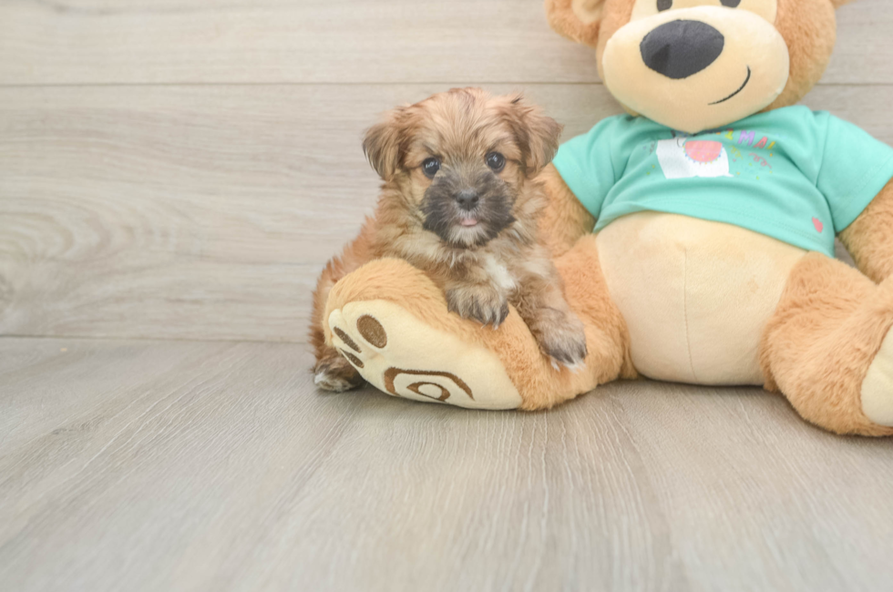 6 week old Morkie Puppy For Sale - Florida Fur Babies