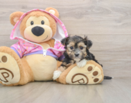 6 week old Morkie Puppy For Sale - Florida Fur Babies