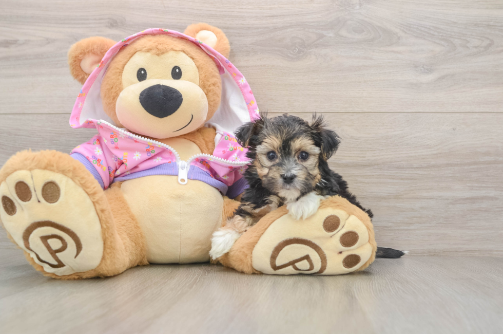 5 week old Morkie Puppy For Sale - Florida Fur Babies