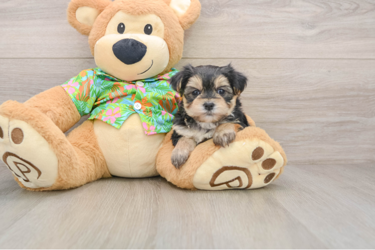 Morkie Pup Being Cute